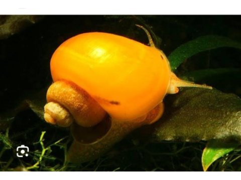 Elma salyangoz
