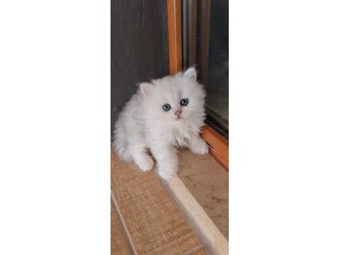 Kedilerimizi sahiplendirme detayları görüşülür
