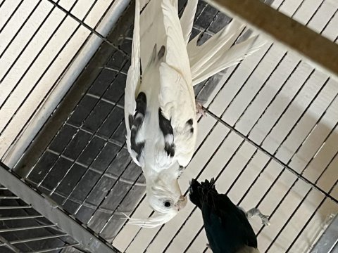 Takım ve yavru olarak satılık sultan papağanları