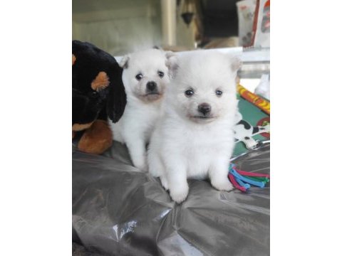 Kar beyaz samoyed bebekleri