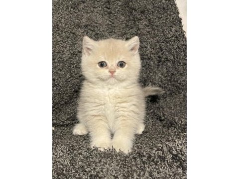 Anne baba şecereli blue golden ay12 safkan british s. dişi