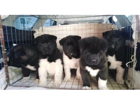 Ayı kafa american akita