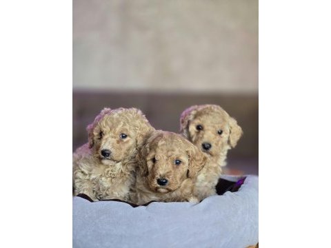 Standart poodle yavrular