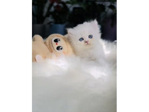 Muhteşem kaliteli scottish longhair bebeklerim