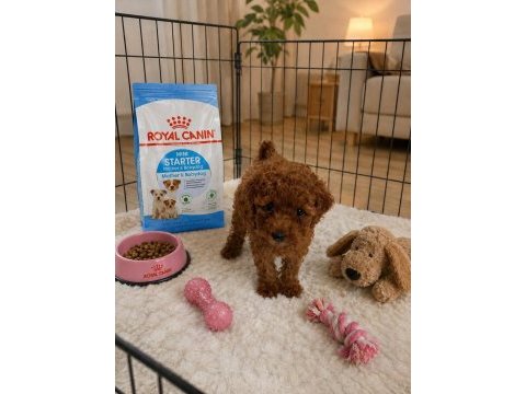 Aşılı orijinal toy poodle ev üretimi