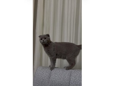Scottish fold ücretli sahiplendirme
