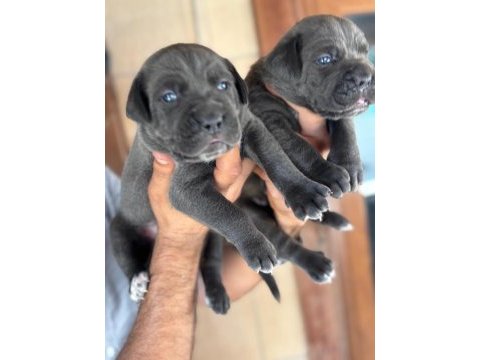 İri mavi gözlü blue cane corso yavrularım