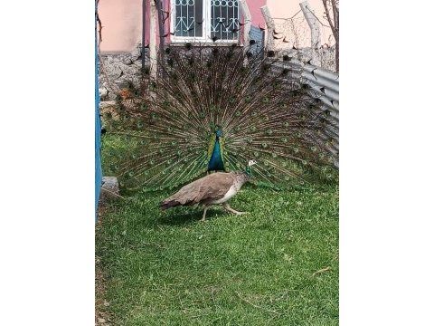 Yumurtlar durumda tavus kuşu