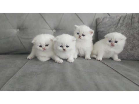 Koca kafa bir yıl be scottish fold kediler