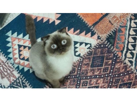 British shorthair çikolata point