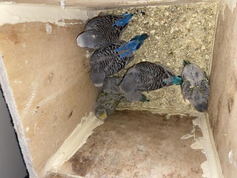 Yeni yemi düşmüş, 30-42 günlük 6 yavru muhabbet kuşu