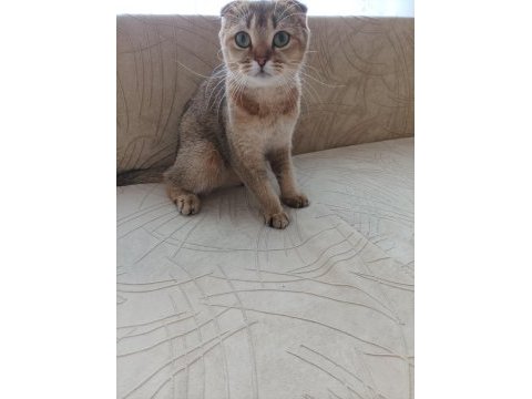 Kedimiz british scottish gold cinsidir