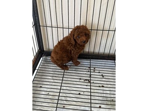 Poodle yavrularımız