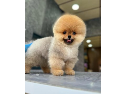 Muhteşem pomeranian boo yavrularımız