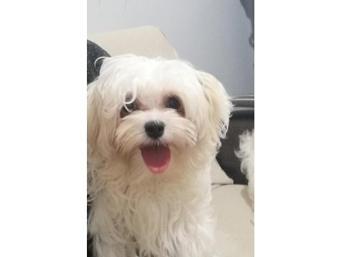 Sıfır numara dişi maltese