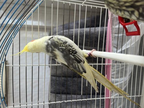 1 yaşında ele alışkın ısırmayan erkek sultan papağanı