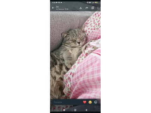 Ücretsiz british shorthair kedimizi sahiplendirme