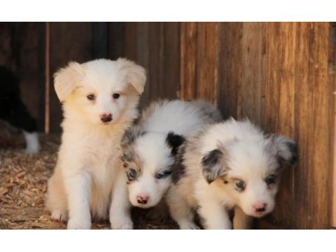 Harika border collie bebekler