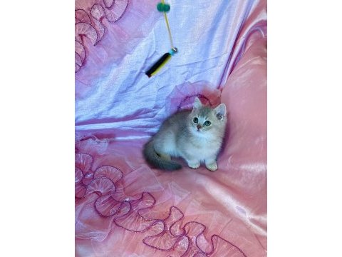 British shorthair erkek yeni evini arıyor