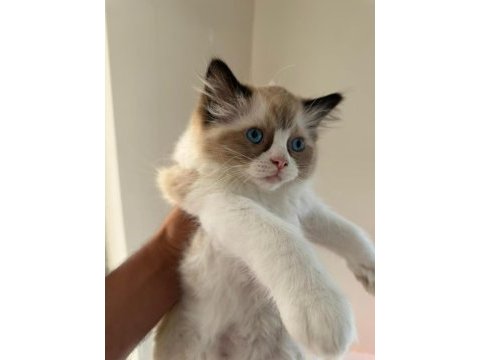 2 erkek sağlıklı ragdoll yavrular istanbul fatih
