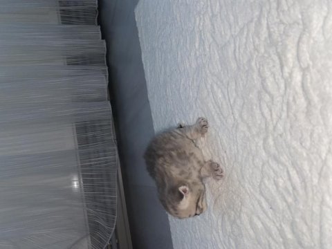 Üç yavru bebek iki erkek ve bir dişi british shorthair