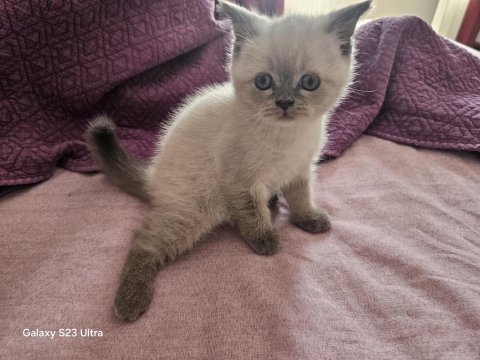 2.5 aylık yavru dişi british shorthair