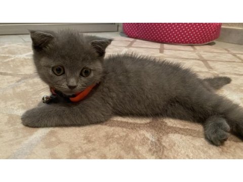 70 günlük british yavru dişi kedi