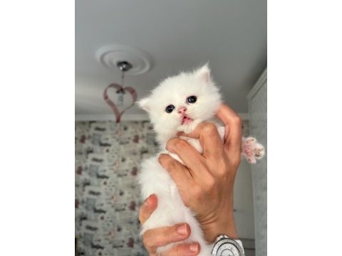 Safkan beyaz mavi gözlü longhair bebekler