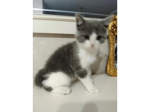 2 aylık british shorthair