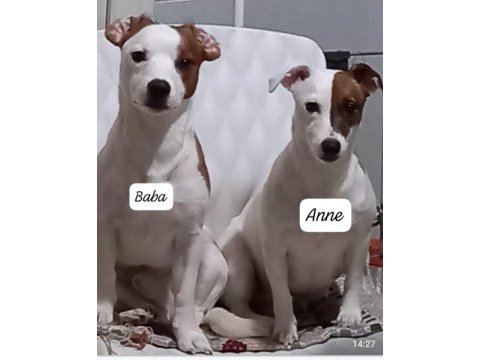 Safkan jack russell terrıer
