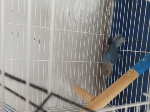 1 aylık mutasyon sevda papağanı