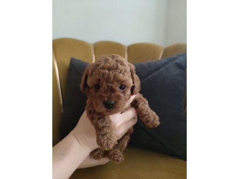 Red brown toy poodle yavrularımız yeni ailelerini arıyor