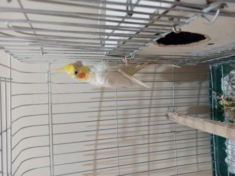 Erkek lutino sultan papağanı