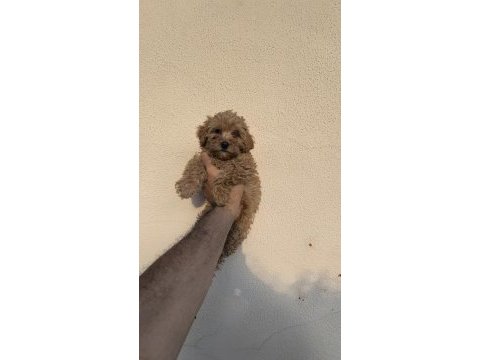 Maltipoo cinsi yavrular