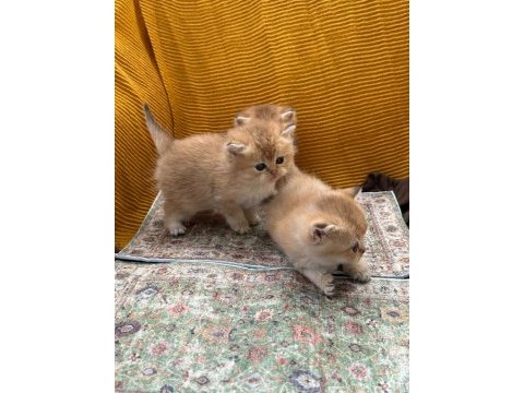 Golden british longhair güzellikler