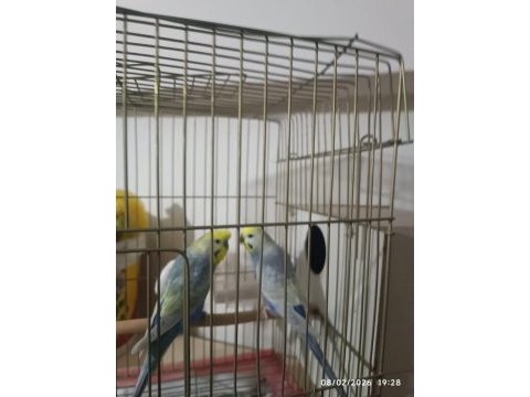Rainbow çift muhabbet kuşu