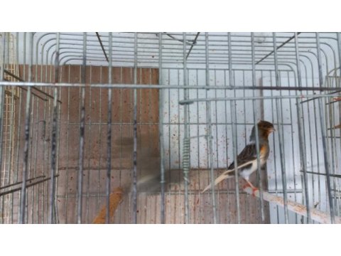 Kanarya yavru yetişkin sağlıklı güzel