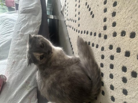 3 aylık british shorthair yavrular