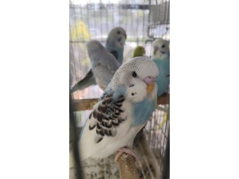 Ele alıştırmalık yavru muhabbet kuşları erkek