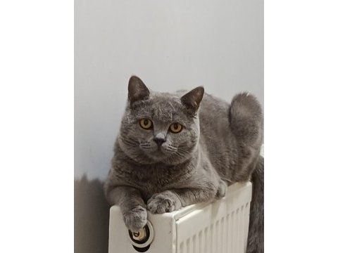 Acil british shorthair kedisi