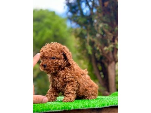 Toy poodle 2 aylık