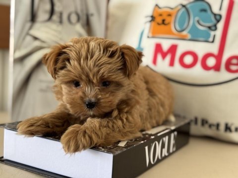 Petmode köpek çiftliğinden tea cup morkie
