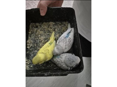 Bebek muhabbet kuşları