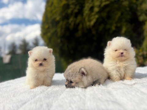 A++ pomeranian yavrular 