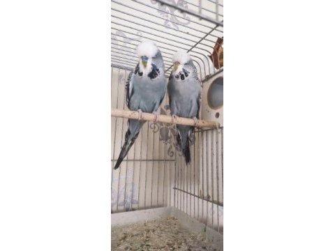Acil satılık muhabbet kuşu show takım ve yavrular
