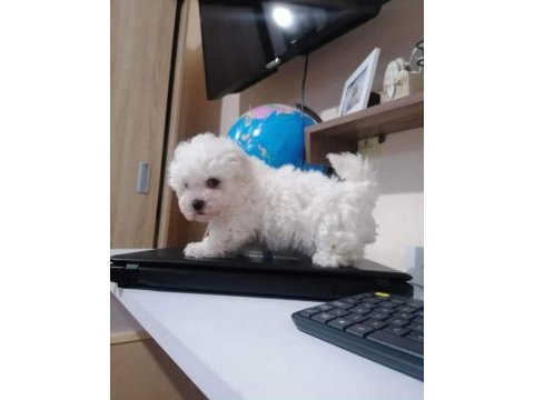 Orjinal ırk maltese terrier sağlık ve ırk garantidir