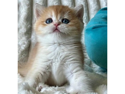 Bebeksi golden british shorthair