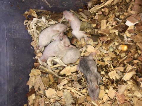 Kırma teddy bear beyaz renk hamster