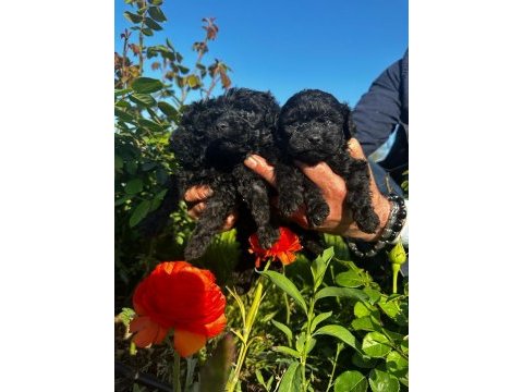 Toy poodle yavrular