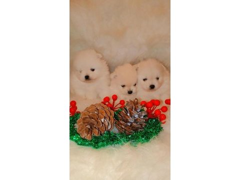 Pomeranian kartopları yeni yuvalarına şans getirmeye hazır